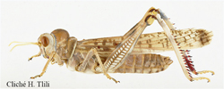 Dericorys albidula