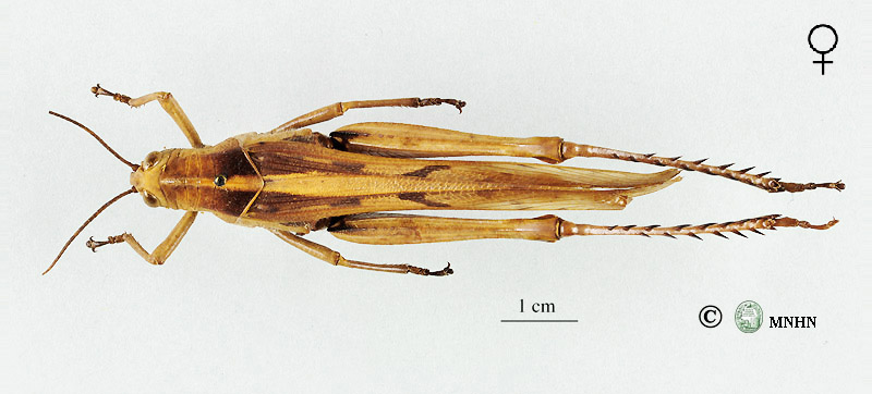 Acanthacris ruficornis citrina femelle