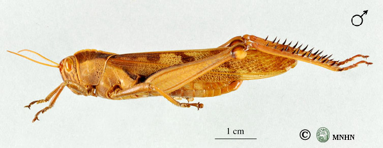 Acanthacris ruficornis citrina mâle