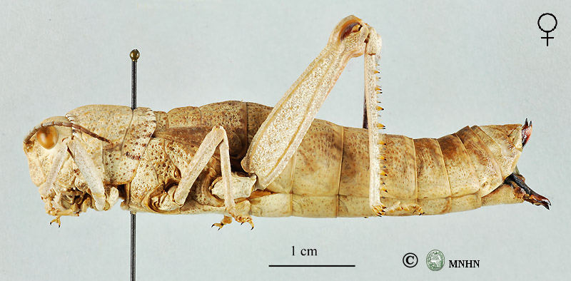 Acinipe algeriensis femelle allotype