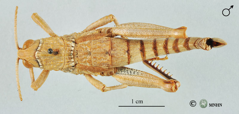 Acinipe algeriensis mâle holotype