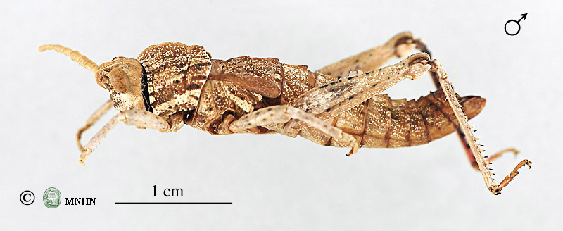 Acinipe angustipennis mâle