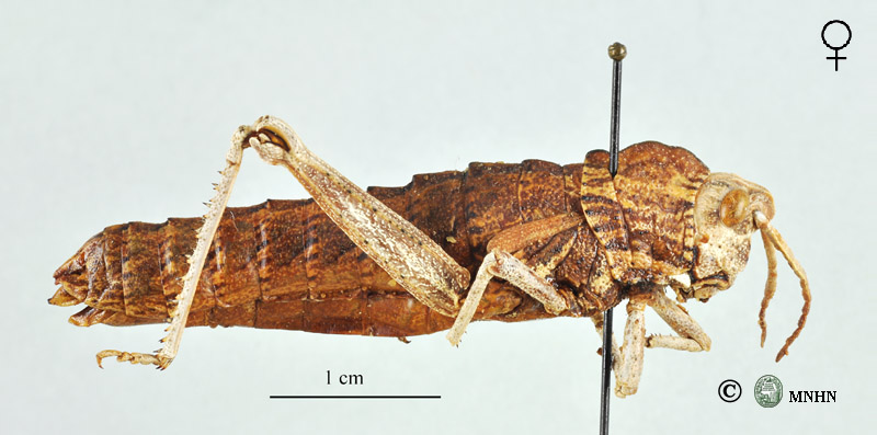 Acinipe angustipennis femelle allotype
