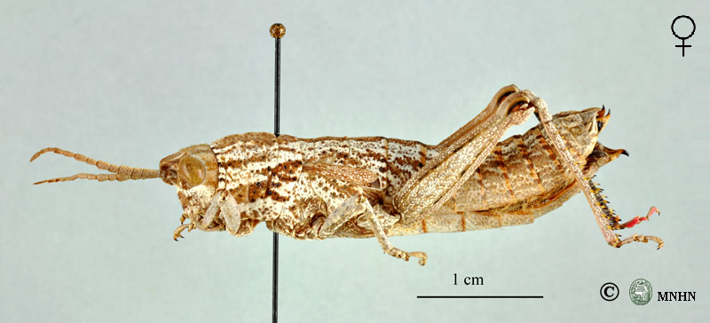 Acinipe arthemisiae femelle type