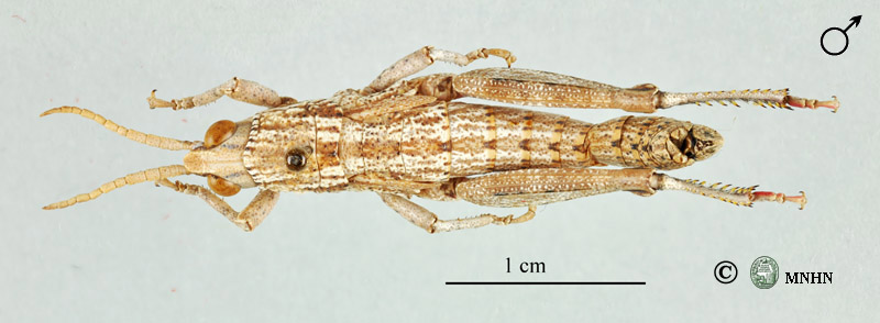 Acinipe arthemisiae mâle holotype