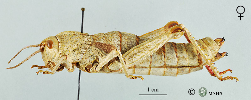 Acinipe atlantis femelle allotype