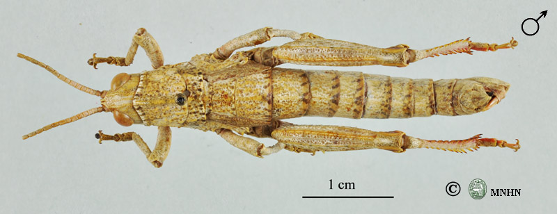 Acinipe atlantis mâle holotype