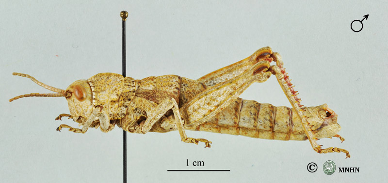 Acinipe atlantis mâle holotype
