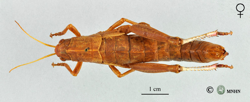 Acinipe bicoloripes femelle paratype