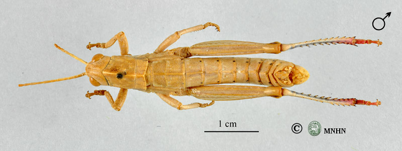 Acinipe bicoloripes mâle holotype