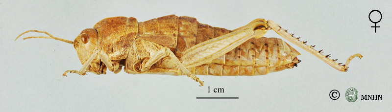 Acinipe calabra femelle