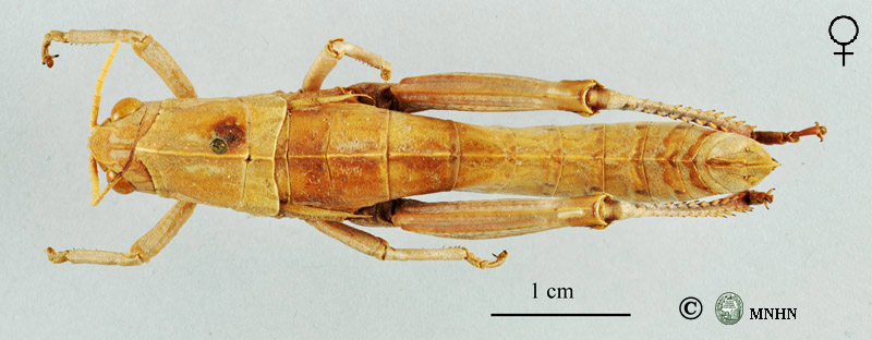 Acinipe dissipata femelle paratype
