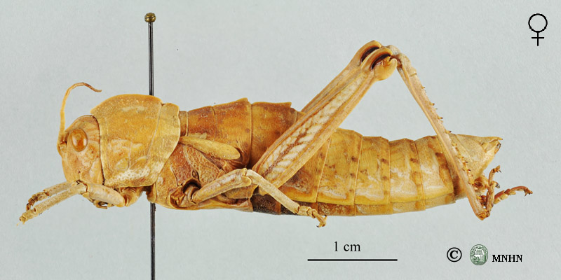 Acinipe dissipata femelle paratype