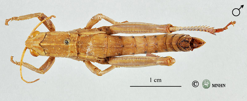 Acinipe dissipata mâle paratype