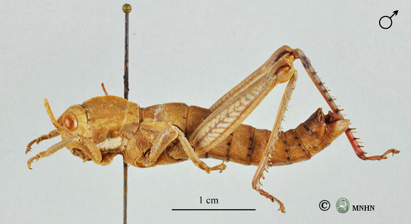 Acinipe dissipata mâle paratype