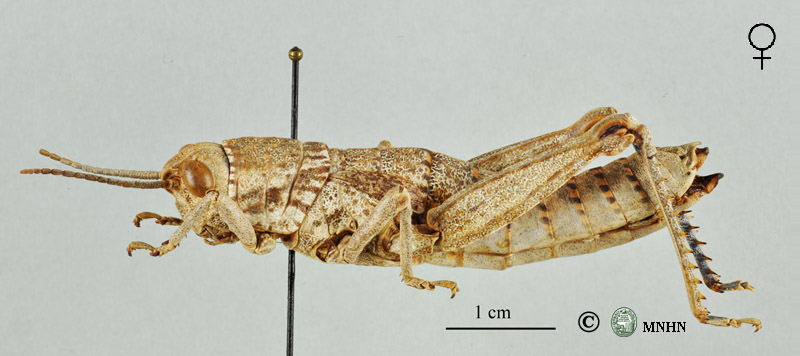 Acinipe hesperica coerulipes femelle holotype