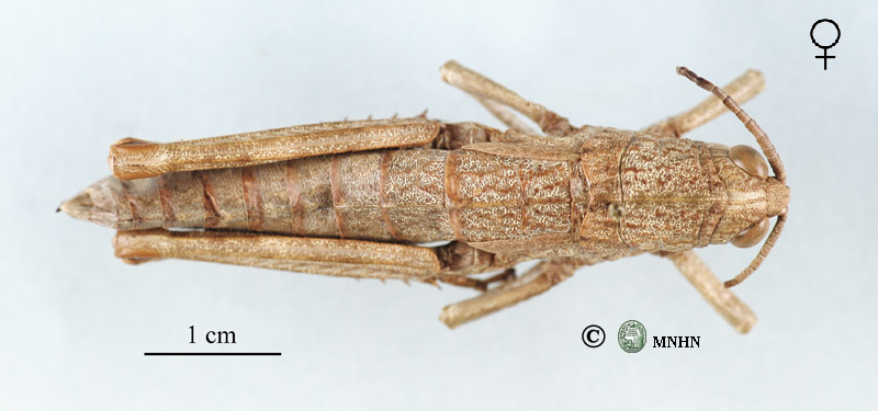 Acinipe hesperica cristata femelle paratype