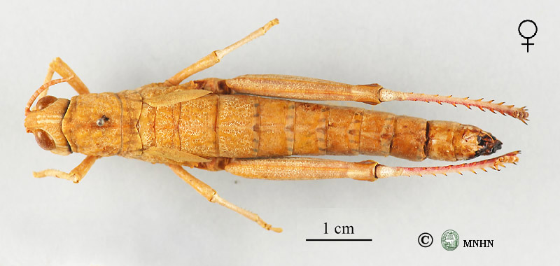 Acinipe hesperica lepineyi femelle type