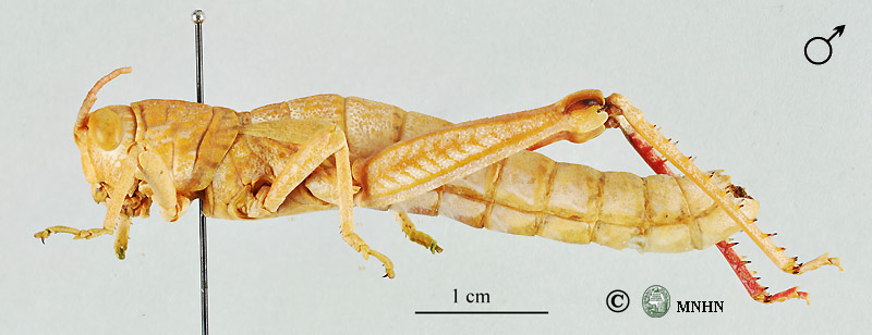 Acinipe hesperica lepineyi holotype mâle