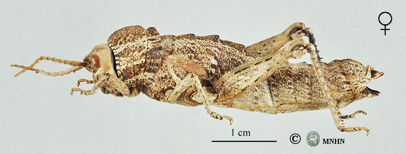 Acinipe minima femelle