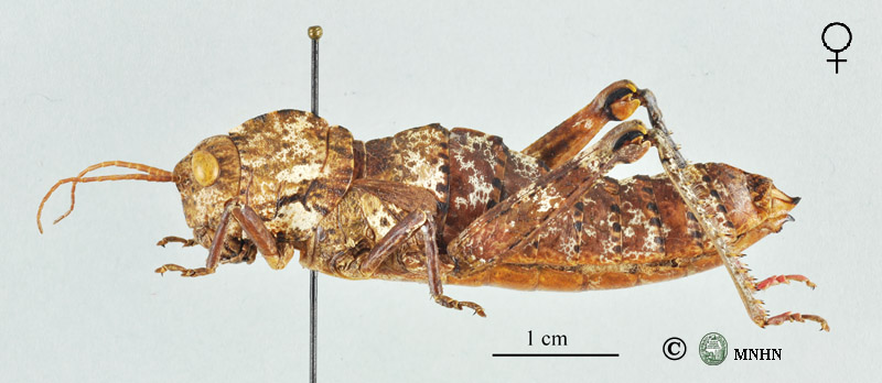 Acinipe nadigi femelle allotype