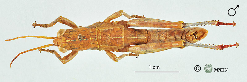 Acinipe nadigi mâle holotype
