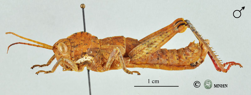Acinipe nadigi mâle holotype