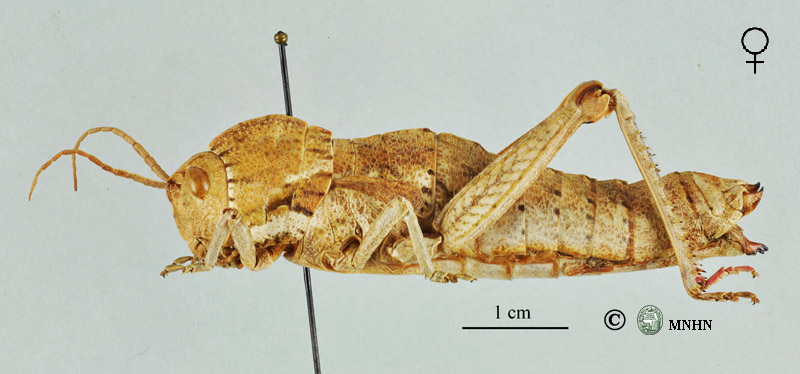 Acinipe rifensis femelle allotype