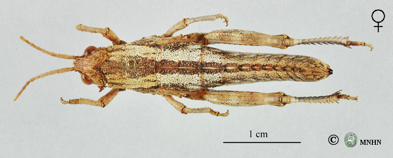 Acinipe rungsi femelle allotype