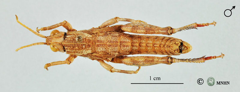 Acinipe rungsi mâle holotype