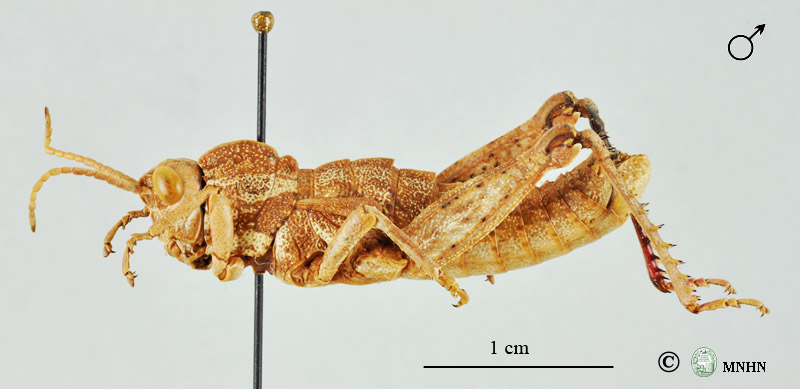 Acinipe rungsi mâle holotype