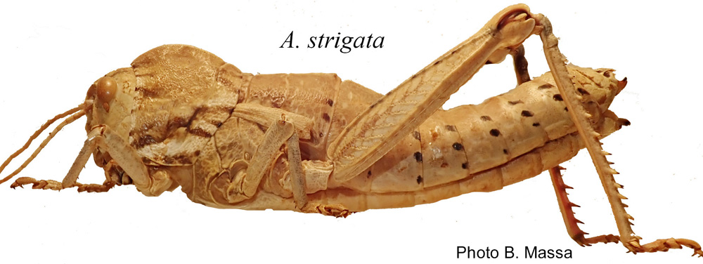 Acinipe strigata femelle