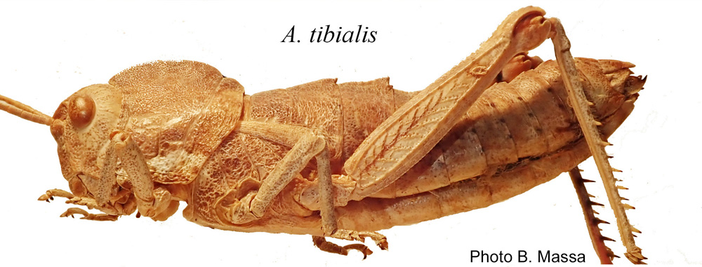 Acinipe tibialis femelle