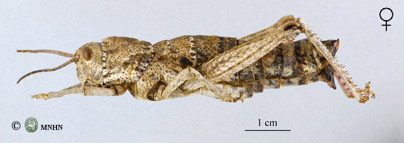 Acinipe tubericollis femelle