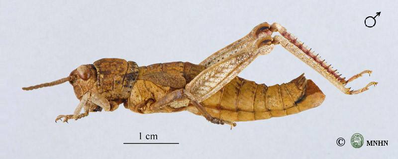Acinipe tubericollis mâle