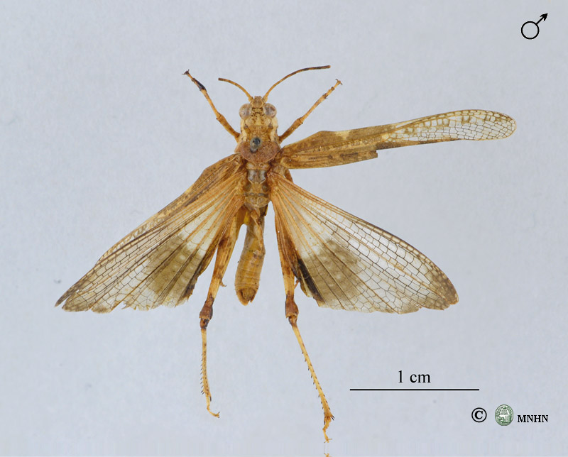 Acrotylus errabundus mâle type