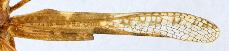 Acrotylus errabundus mâle type tegmen