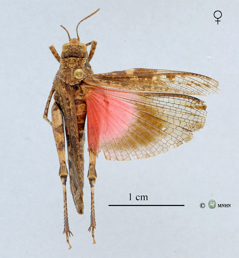 Acrotylus fischeri femelle