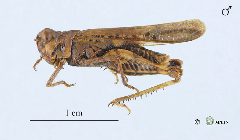 Acrotylus fischeri mâle