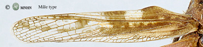 Acrotylus fischeri mâle type