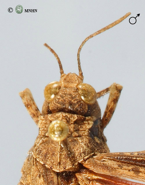 Acrotylus fischeri femelle