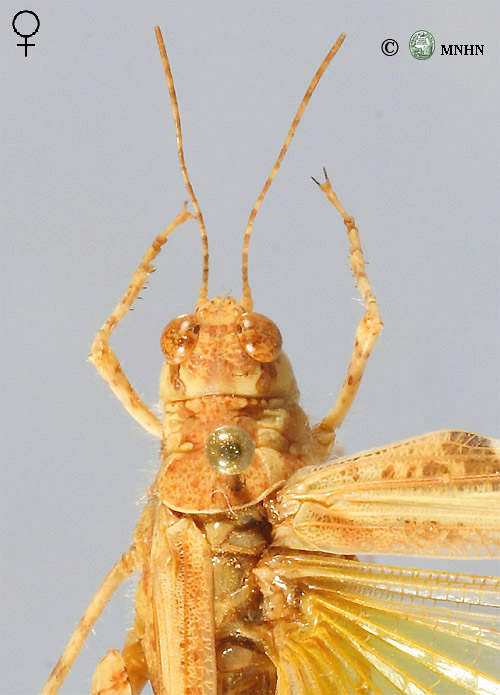 Acrotylus longipes femelle