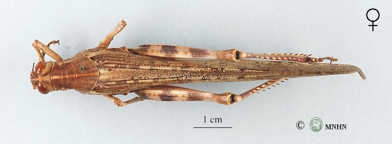 Anacridium melanorhodon femelle dos