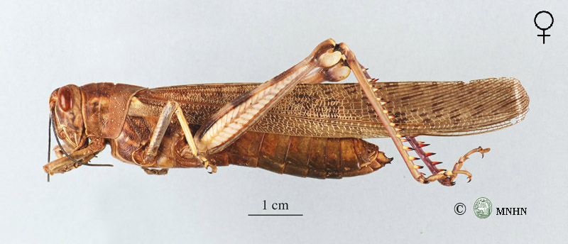 Anacridium melanorhodon femelle
