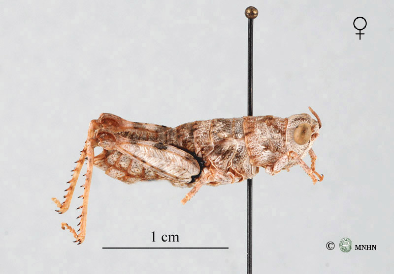 Anamesacris zolotarevskyi femelle type