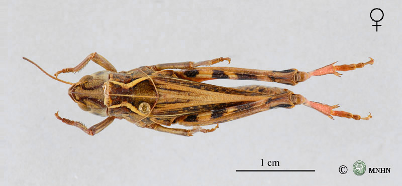Arcyptera s/g. Pararcyptera maroccana femelle