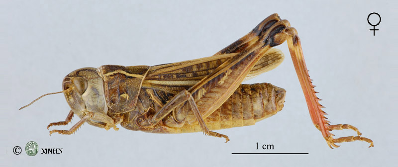 Arcyptera s/g. Pararcyptera maroccana femelle