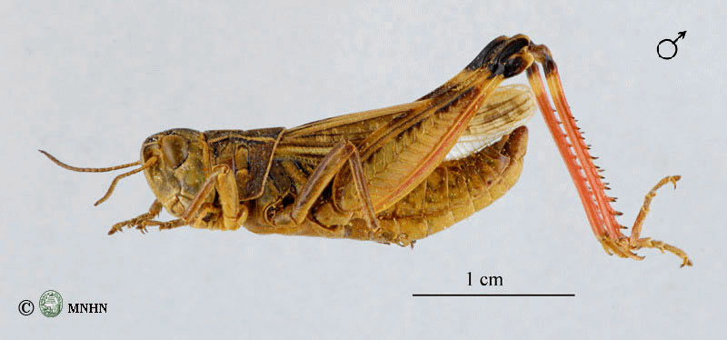 Arcyptera maroccana mâle
