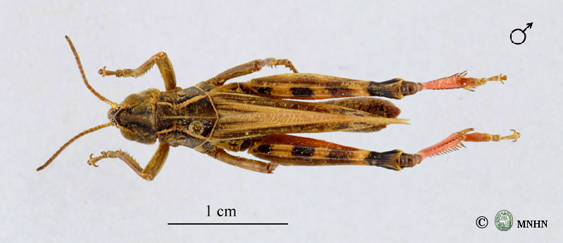 Arcyptera s/g. Pararcyptera maroccana mâle