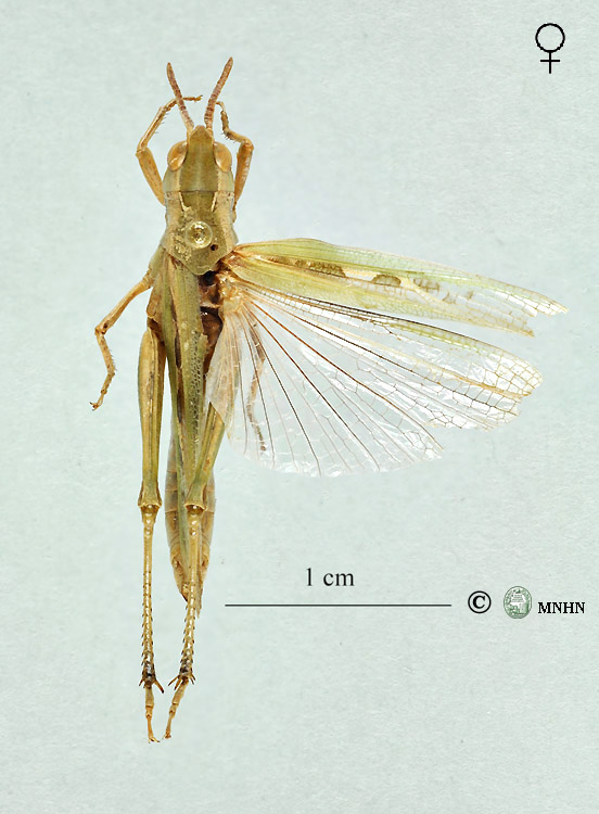 Calephorus compressicornis femelle